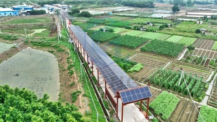 Solar Corridor Crop System
